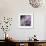 Lavender Dahlia IV-Rita Crane-Framed Photographic Print displayed on a wall