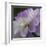 Lavender Dahlia IV-Rita Crane-Framed Photographic Print