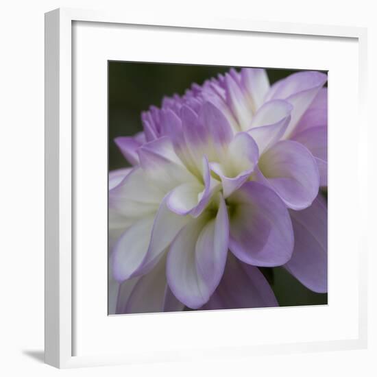 Lavender Dahlia IV-Rita Crane-Framed Photographic Print