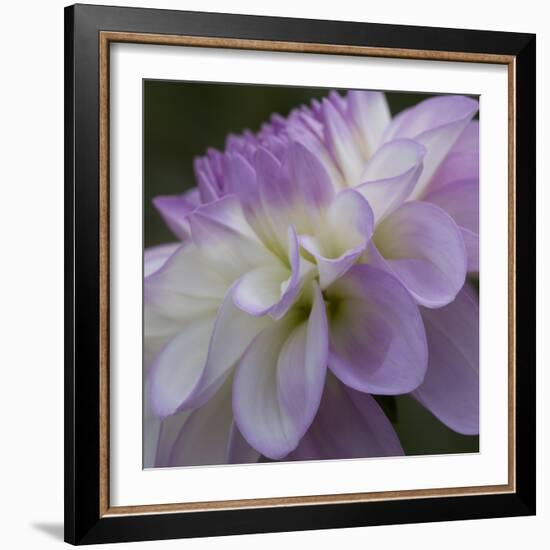 Lavender Dahlia IV-Rita Crane-Framed Photographic Print