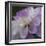 Lavender Dahlia IV-Rita Crane-Framed Photographic Print