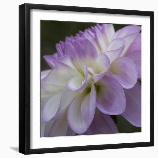 Lavender Dahlia IV-Rita Crane-Framed Photographic Print