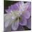 Lavender Dahlia IV-Rita Crane-Mounted Photographic Print