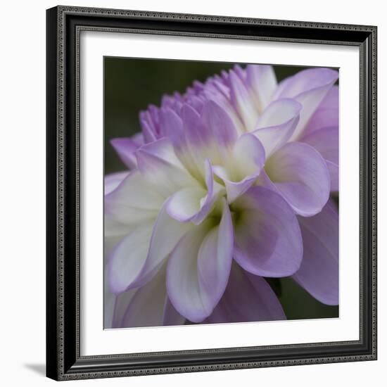 Lavender Dahlia IV-Rita Crane-Framed Photographic Print