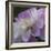 Lavender Dahlia IV-Rita Crane-Framed Photographic Print