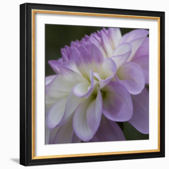 Lavender Dahlia IV-Rita Crane-Framed Photographic Print