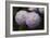 Lavender Dahlia IX-Rita Crane-Framed Photographic Print