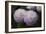 Lavender Dahlia IX-Rita Crane-Framed Photographic Print