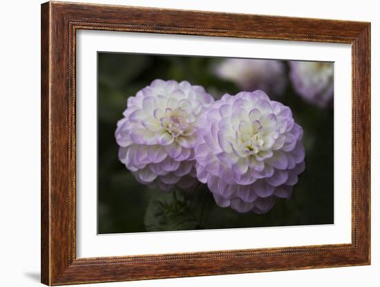 Lavender Dahlia IX-Rita Crane-Framed Photographic Print