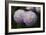 Lavender Dahlia IX-Rita Crane-Framed Photographic Print