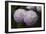 Lavender Dahlia IX-Rita Crane-Framed Photographic Print