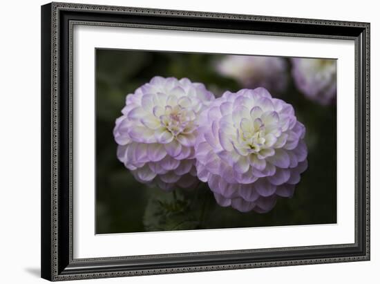 Lavender Dahlia IX-Rita Crane-Framed Photographic Print