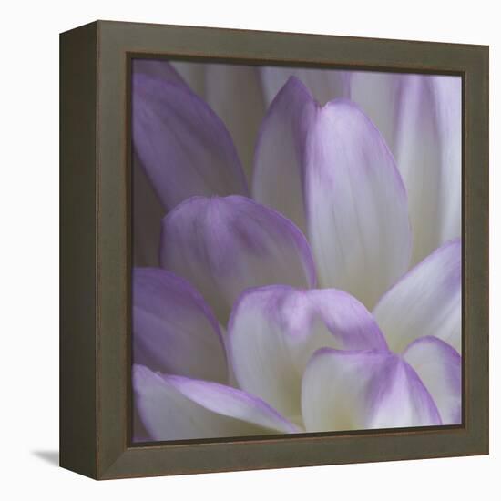 Lavender Dahlia V-Rita Crane-Framed Premier Image Canvas