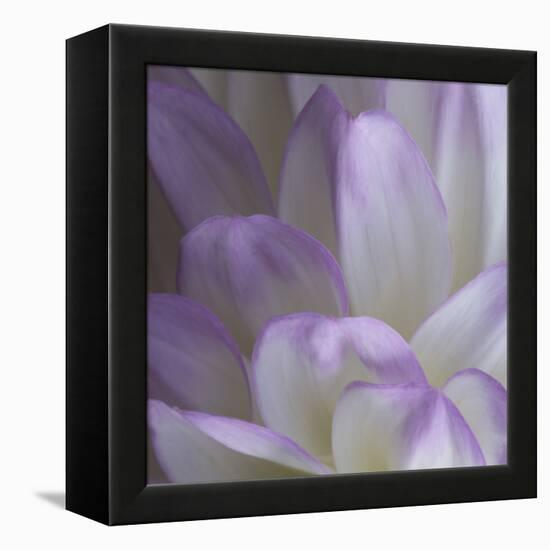 Lavender Dahlia V-Rita Crane-Framed Premier Image Canvas