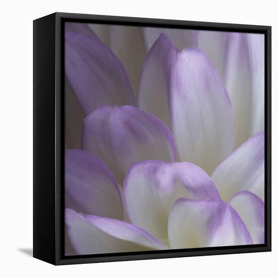 Lavender Dahlia V-Rita Crane-Framed Premier Image Canvas