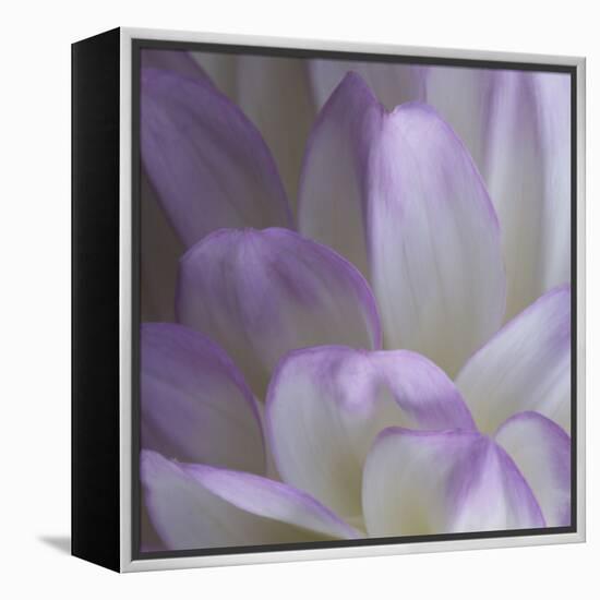 Lavender Dahlia V-Rita Crane-Framed Premier Image Canvas