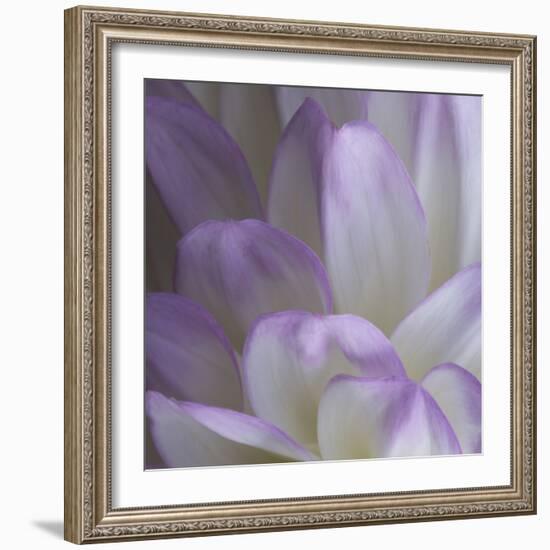 Lavender Dahlia V-Rita Crane-Framed Photographic Print