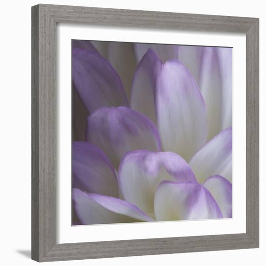 Lavender Dahlia V-Rita Crane-Framed Photographic Print