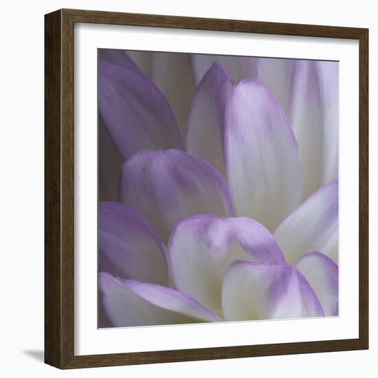 Lavender Dahlia V-Rita Crane-Framed Photographic Print