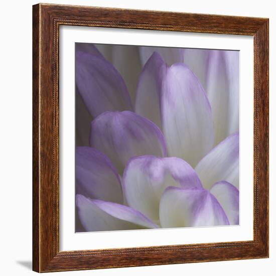 Lavender Dahlia V-Rita Crane-Framed Photographic Print