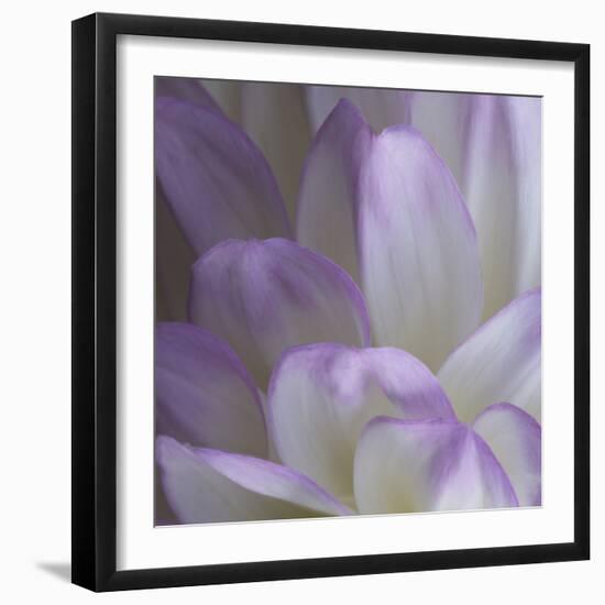 Lavender Dahlia V-Rita Crane-Framed Photographic Print