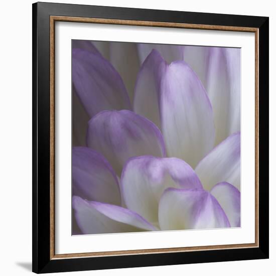 Lavender Dahlia V-Rita Crane-Framed Photographic Print