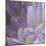 Lavender Dahlia V-Rita Crane-Mounted Photographic Print