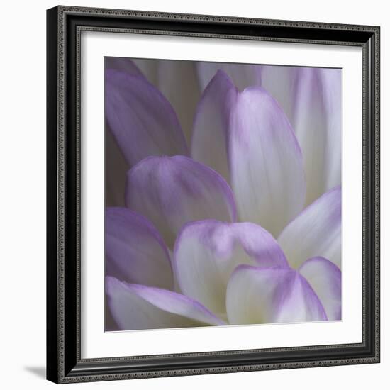 Lavender Dahlia V-Rita Crane-Framed Photographic Print