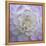 Lavender Dahlia VI-Rita Crane-Framed Premier Image Canvas