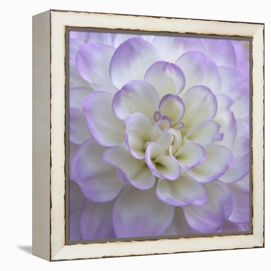 Lavender Dahlia VI-Rita Crane-Framed Premier Image Canvas