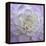 Lavender Dahlia VI-Rita Crane-Framed Premier Image Canvas