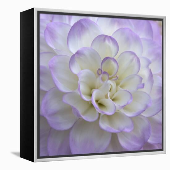 Lavender Dahlia VI-Rita Crane-Framed Premier Image Canvas