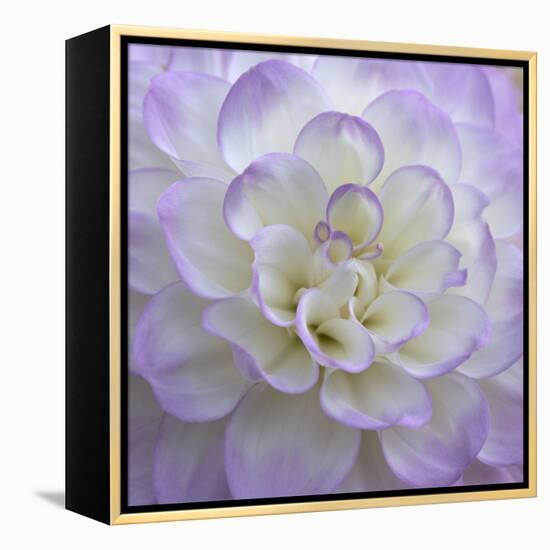 Lavender Dahlia VI-Rita Crane-Framed Premier Image Canvas