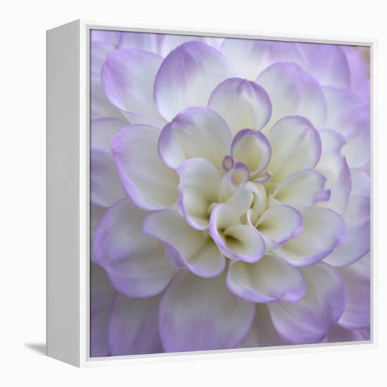 Lavender Dahlia VI-Rita Crane-Framed Premier Image Canvas