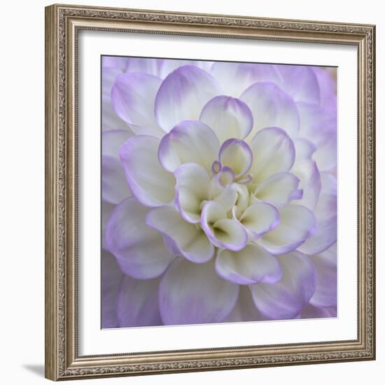 Lavender Dahlia VI-Rita Crane-Framed Photographic Print