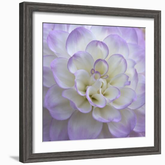 Lavender Dahlia VI-Rita Crane-Framed Photographic Print