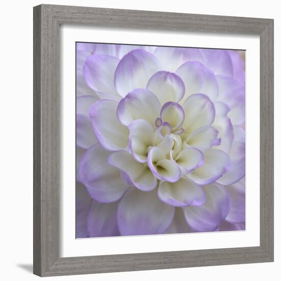 Lavender Dahlia VI-Rita Crane-Framed Photographic Print