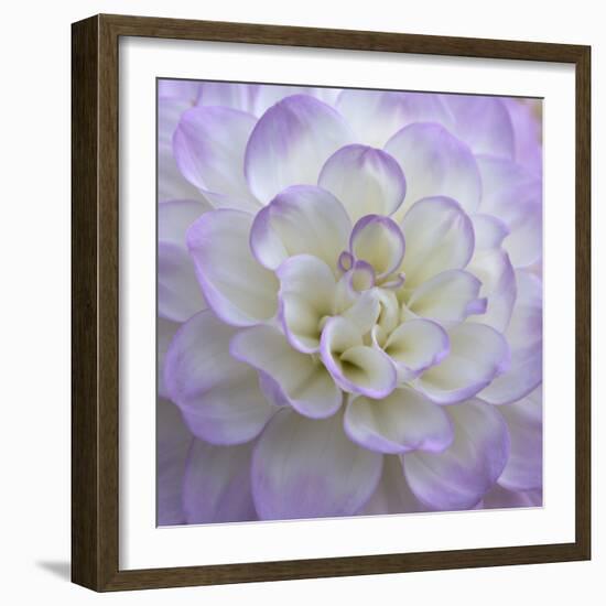 Lavender Dahlia VI-Rita Crane-Framed Photographic Print