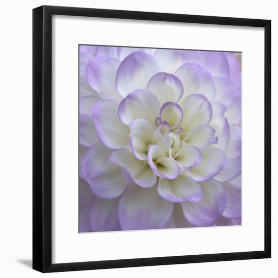 Lavender Dahlia VI-Rita Crane-Framed Photographic Print