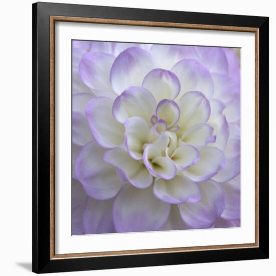 Lavender Dahlia VI-Rita Crane-Framed Photographic Print