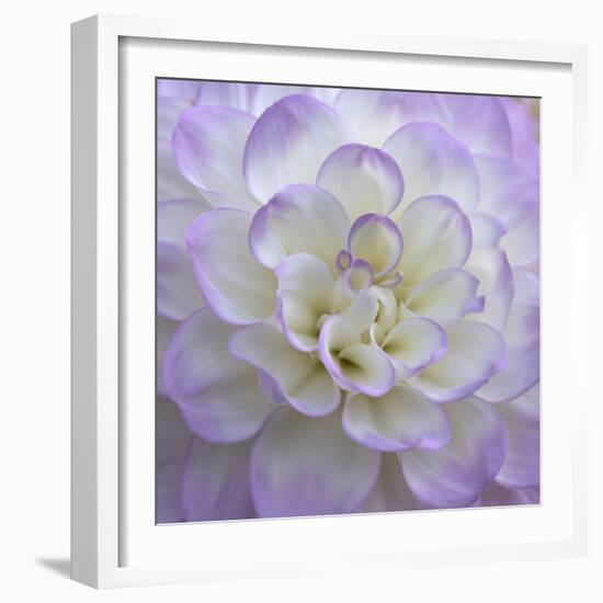 Lavender Dahlia VI-Rita Crane-Framed Photographic Print