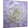 Lavender Dahlia VI-Rita Crane-Mounted Photographic Print