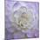 Lavender Dahlia VI-Rita Crane-Mounted Photographic Print