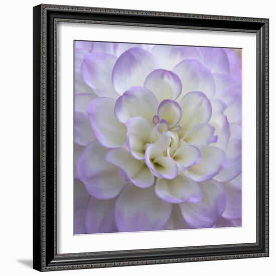 Lavender Dahlia VI-Rita Crane-Framed Photographic Print