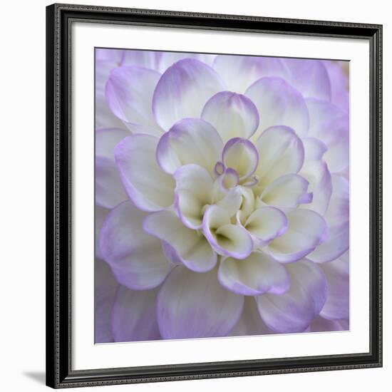 Lavender Dahlia VI-Rita Crane-Framed Giclee Print