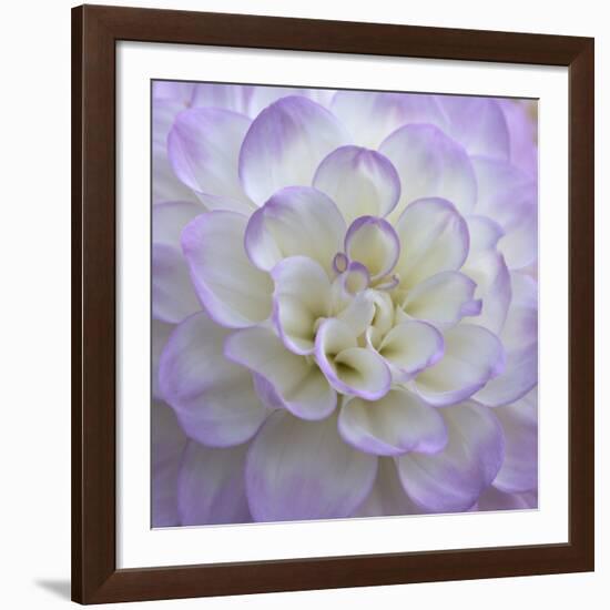 Lavender Dahlia VI-Rita Crane-Framed Giclee Print