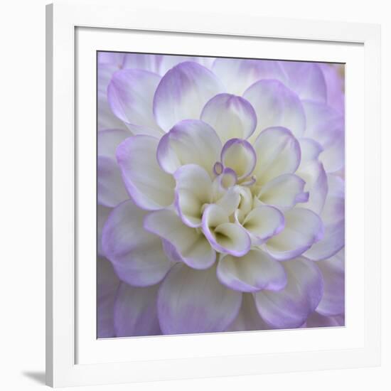 Lavender Dahlia VI-Rita Crane-Framed Giclee Print