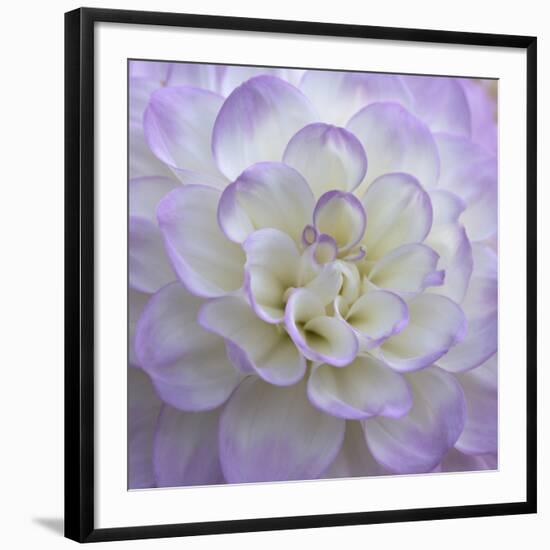 Lavender Dahlia VI-Rita Crane-Framed Giclee Print