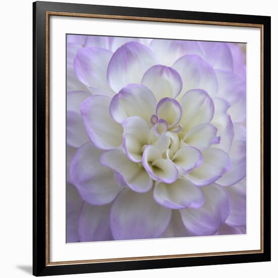 Lavender Dahlia VI-Rita Crane-Framed Giclee Print