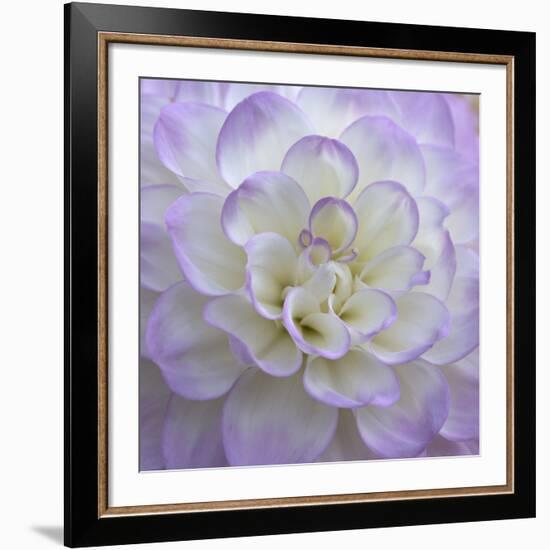 Lavender Dahlia VI-Rita Crane-Framed Giclee Print